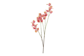 Koelreuteria d.roze