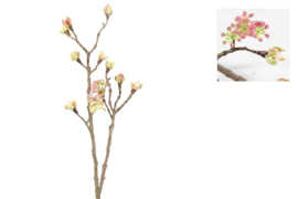 Esdoorn fruit tak Quince S roze