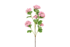 Viburnum wild fuchsia