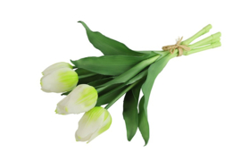 Tulipa boeket wit