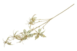 Gloriosa L champagne/goud
