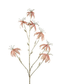 Gloriosa L roze