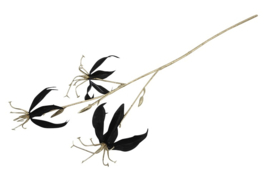 Gloriosa S zwart