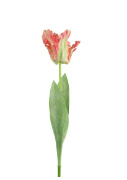 Tulipa (parkiet) roze