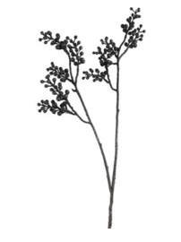 Corylus avellana zwart