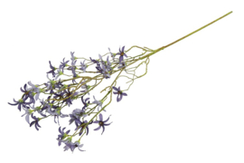 Magnolia stellata S blauw
