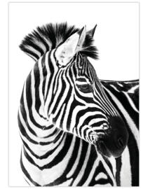 Poster A4 Zebra