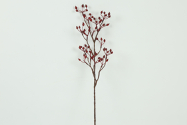 Rosa canina S rood