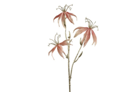 Gloriosa S roze