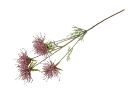 Hakea lila