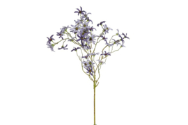 Magnolia stellata S blauw