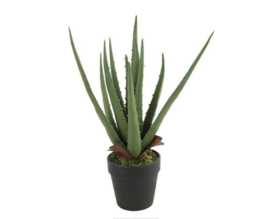 Aloe vera groen