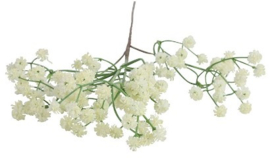 Gypsophila wit