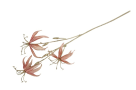 Gloriosa S roze