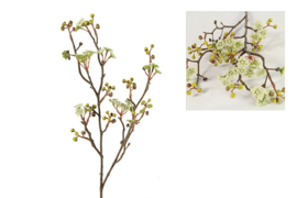 Prunus jamasakura Vika S wit