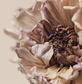 Forex tegeltje dried chrysanthemum 20x20cm