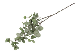 Eucalypthus S groen