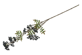 Pyracantha L blauw
