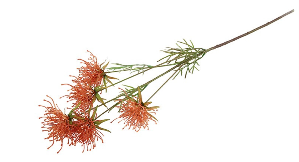 Hakea oranje
