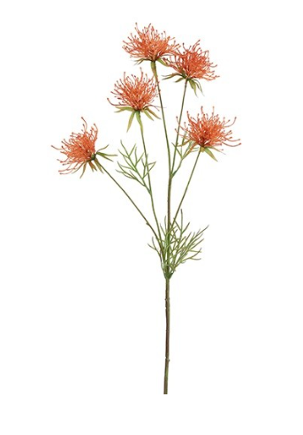 Hakea oranje