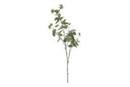 Eucalypthus S groen