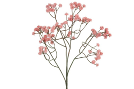 Gypsophila d.roze