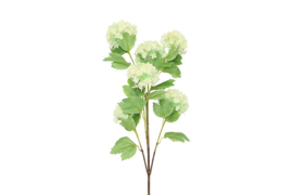 Viburnum Opulus lichtgroen