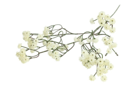 Gypsophila crème