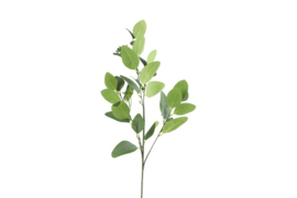 Eucalyptus donkergroen