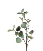 Myrtaceae Brent L groen