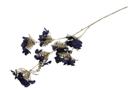 Hydrangea S d.blauw