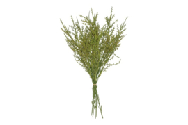 Liguster groen