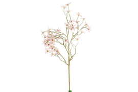 Magnolia stellata S roze
