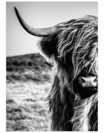 Poster A4 Schotse hooglander