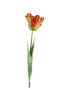 Tulipa (parkiet) l.rood