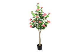 Camellia M d.roze