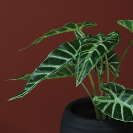 Alocasia Liane groen