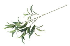 Eucalyptus L groen