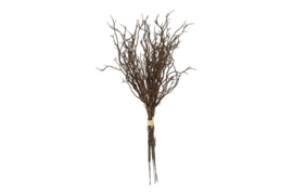 Myrica 6 bruin