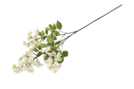 Spirea Douglas wit