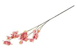 Koelreuteria d.roze