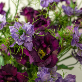 Cosmos bipinnatus Jalisha paars