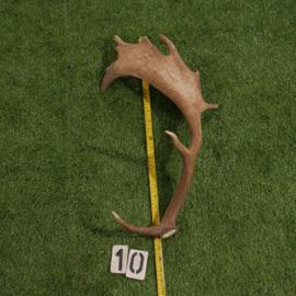 Damhert geweistang (60 cm)