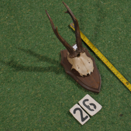 Roe deer antlers on shield (33 cm)