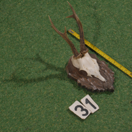 Roe deer antlers on shield (35 cm)