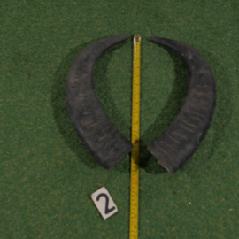 Water buffalo horns (40 cm) set