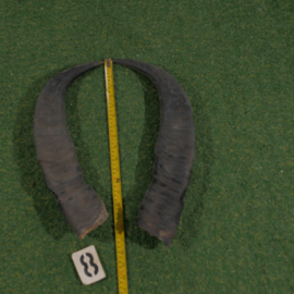 Water buffalo horns (45 cm) set