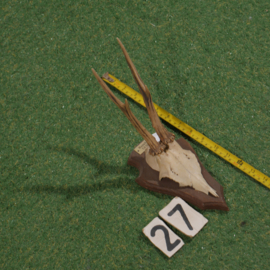 Roe deer antlers on shield (35 cm)