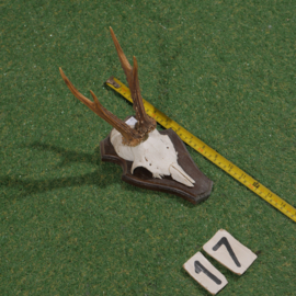 Roe deer antlers on shield (30 cm)