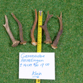 Separate roe deer antler (14-17 cm)